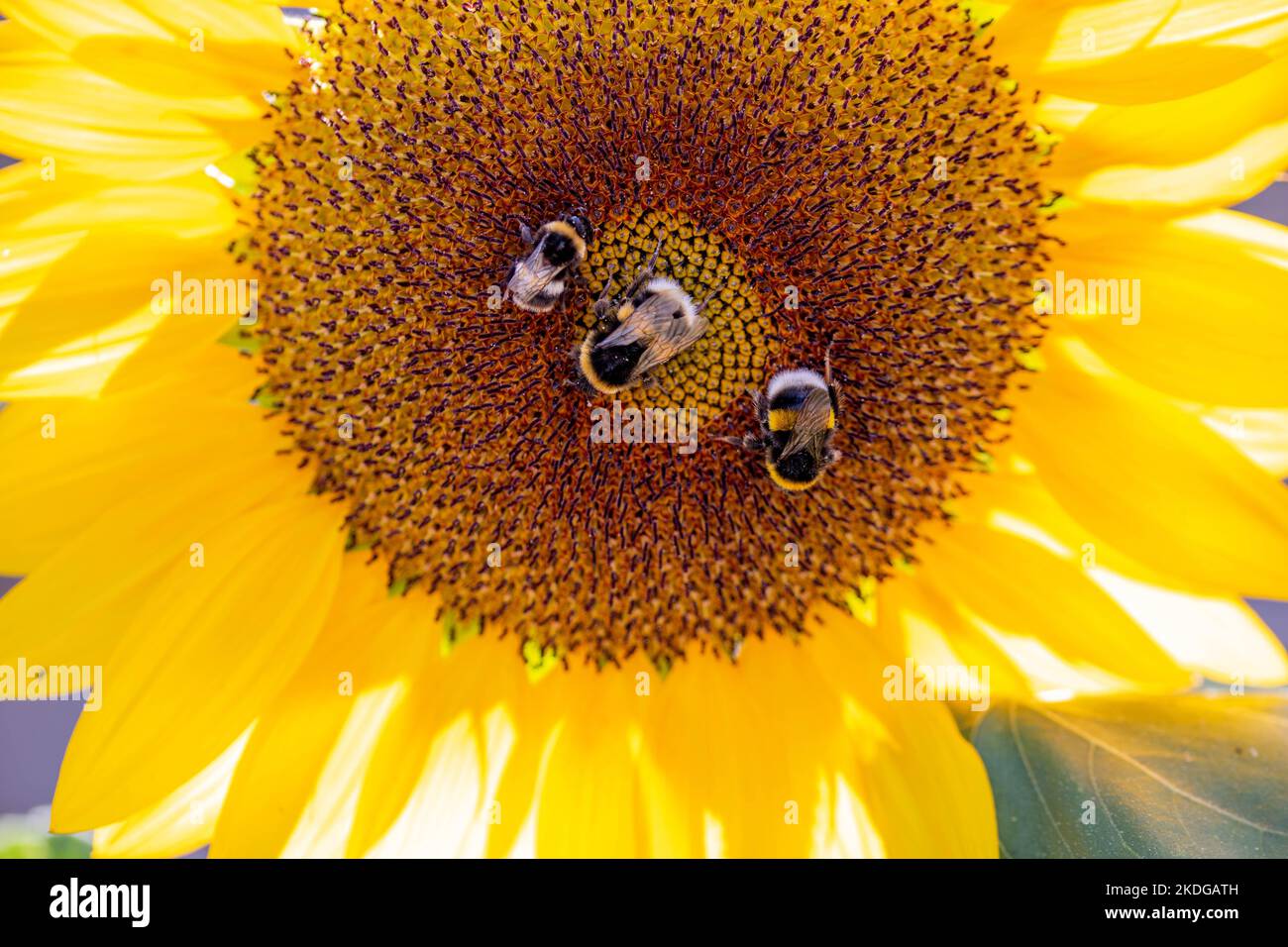 primo piano di tre bombi che raccolgono polline da un girasole giallo brillante Foto Stock