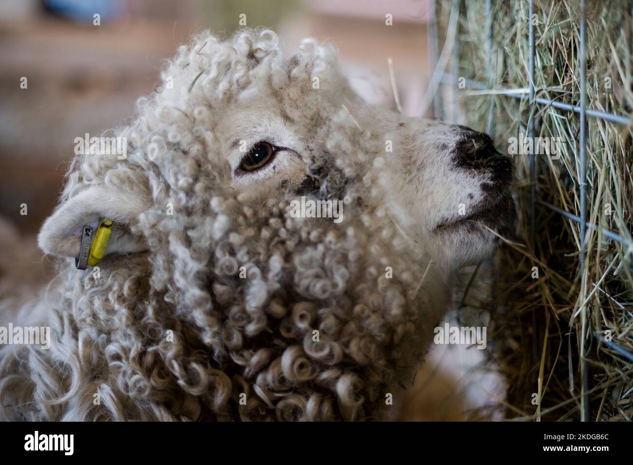 Ritratto di pecore che si nutrono di fieno in un fienile Foto Stock