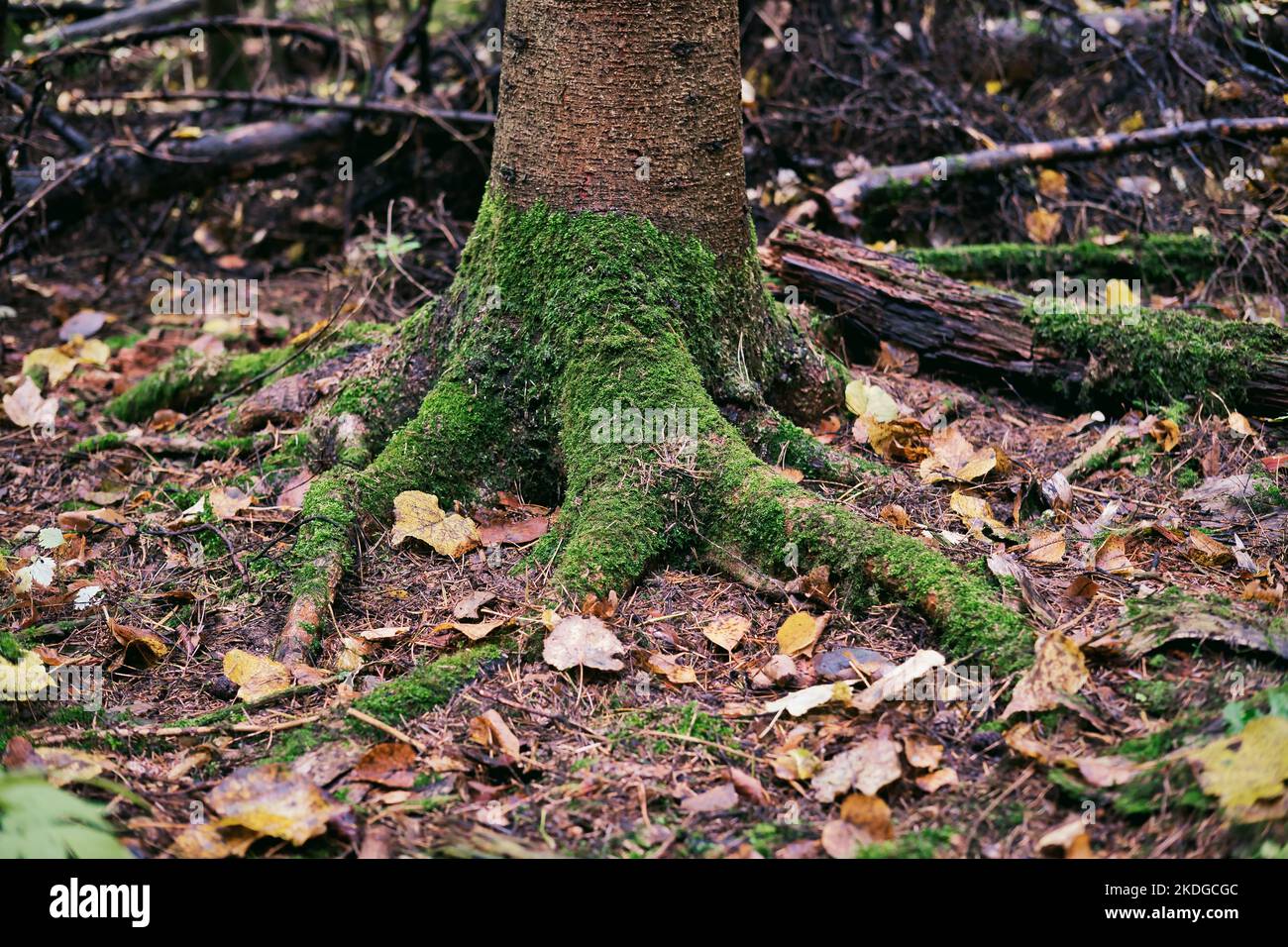 Le radici di albero coperto di muschio verde. Paesaggio autunnale, foresta umida. Messa a fuoco selettiva. Foto Stock