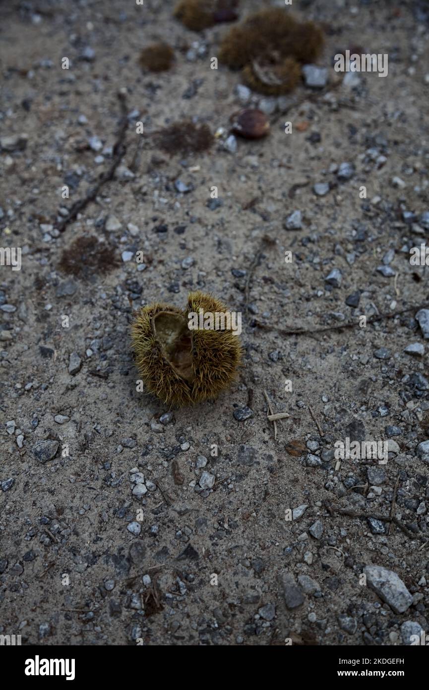 Aperto castagno bur sul terreno visto da vicino Foto Stock