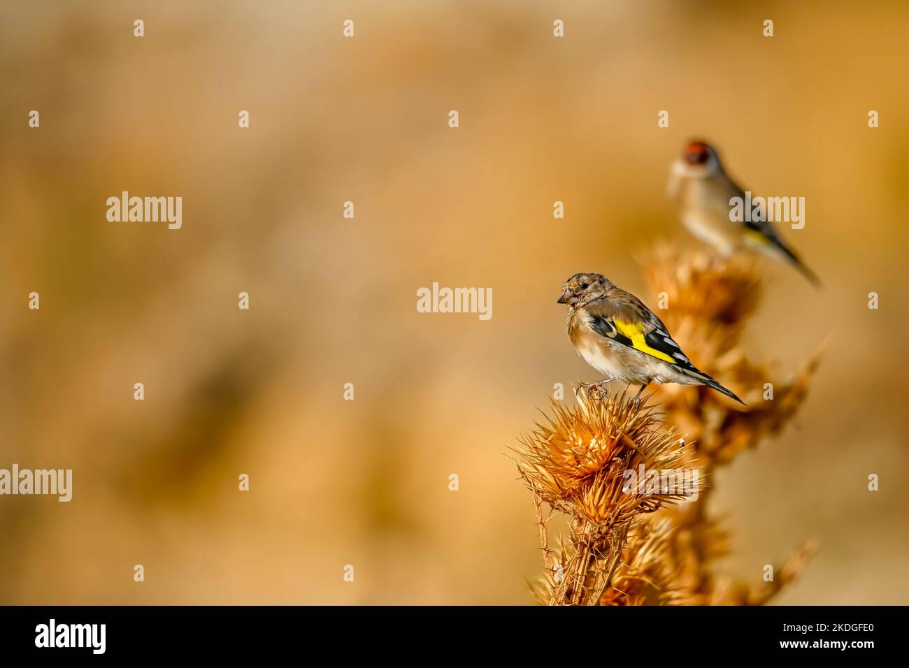 Carduelis carduelis - il cardelina o goldfinch europeo è un uccello passerino appartenente alla famiglia dei finchi. Foto Stock
