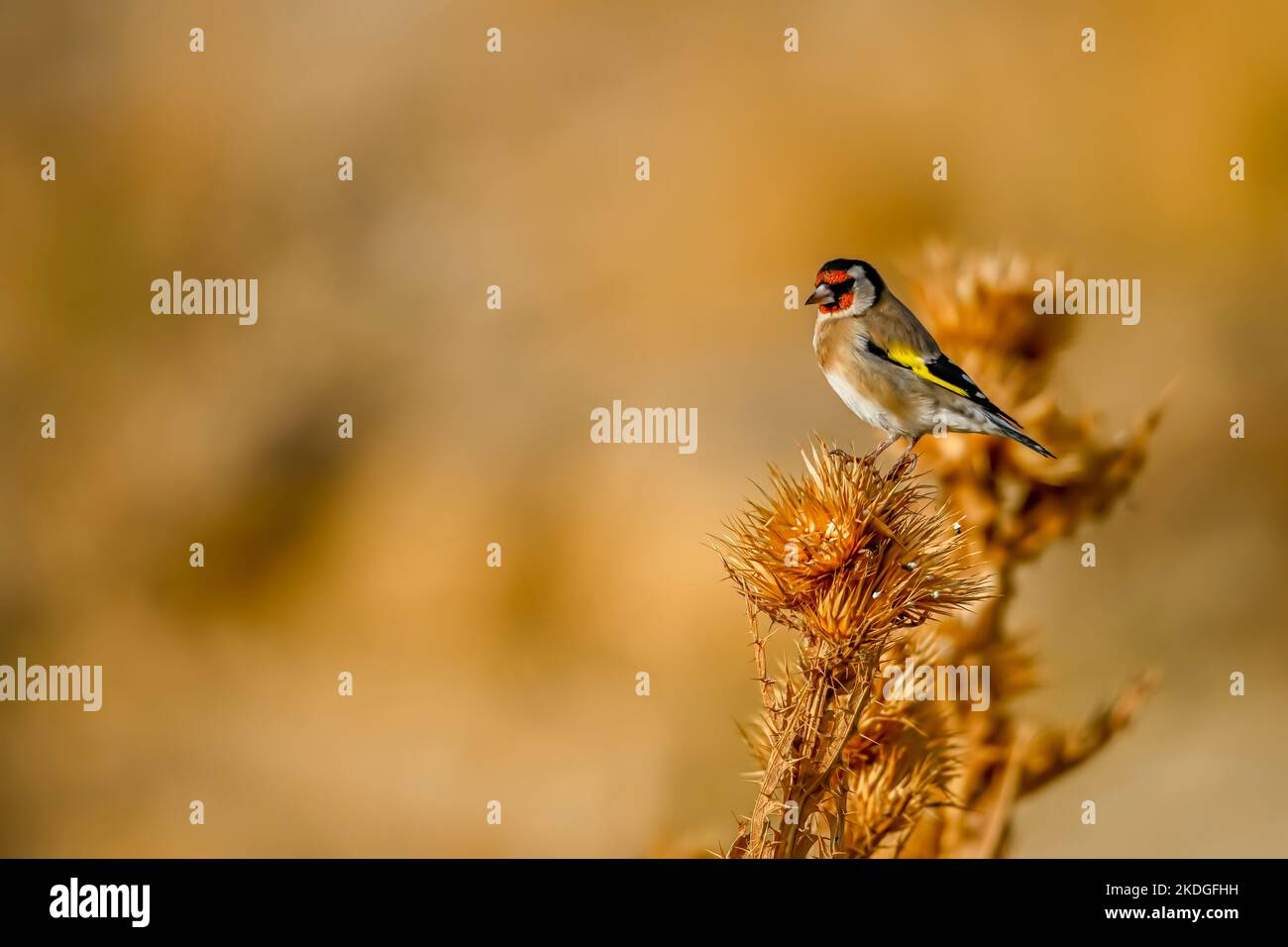 Carduelis carduelis - il cardelina o goldfinch europeo è un uccello passerino appartenente alla famiglia dei finchi. Foto Stock