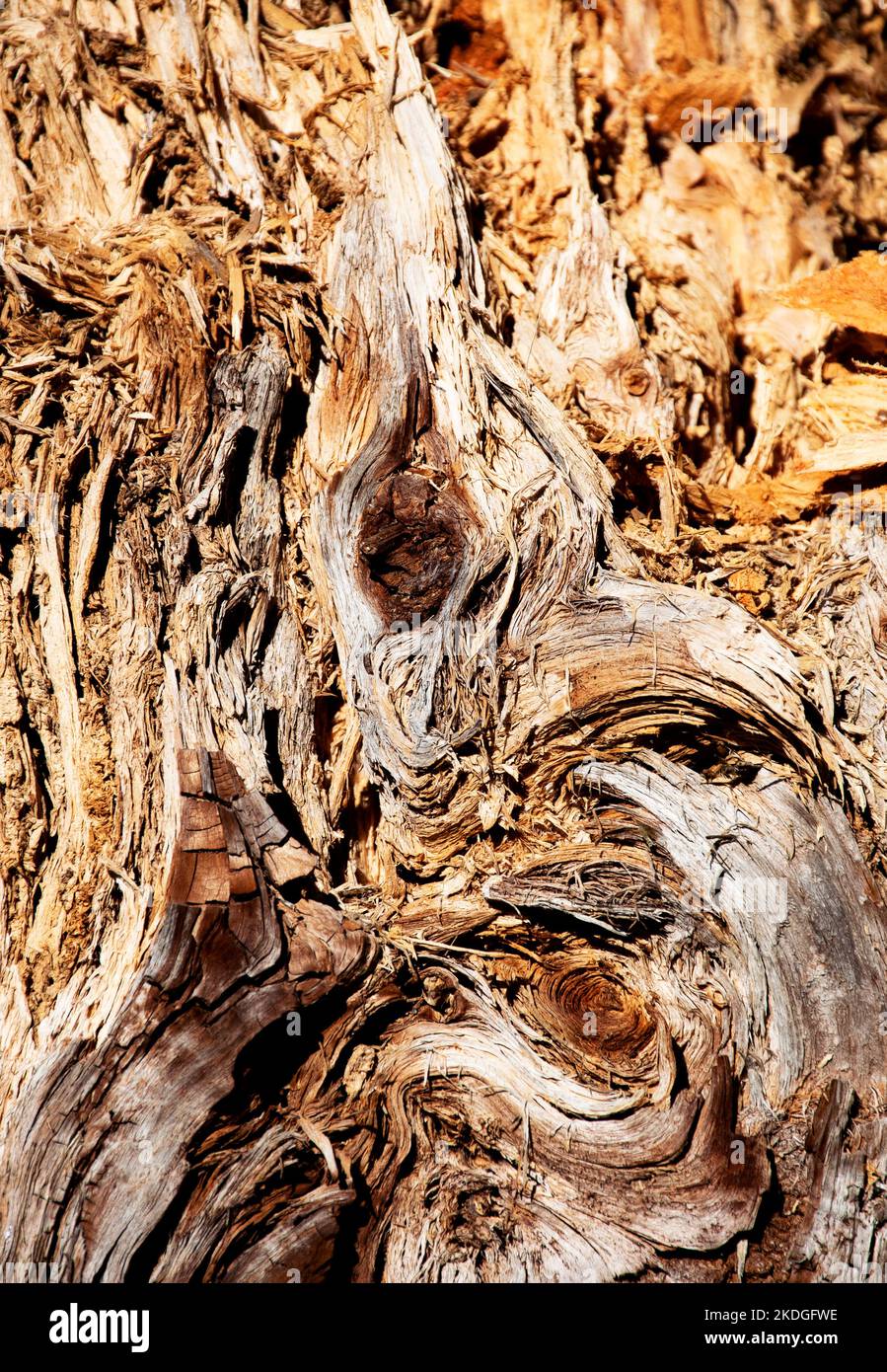 sfondo astratto o dettagli texture su legno marciume Foto Stock