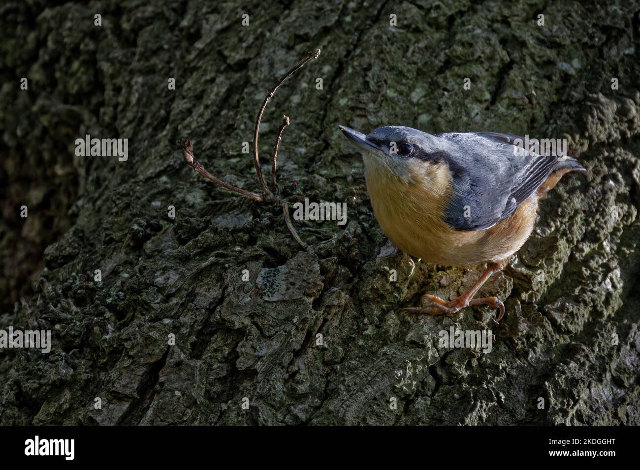 Nuthatch sul lato di un tronco d'albero Foto Stock