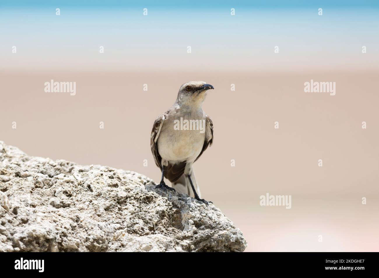 Tropicale mockingbird Mimus gilvus, adulto arroccato sulla statua, Captain Don's Habitat, Kralendijk, Bonaire, agosto Foto Stock