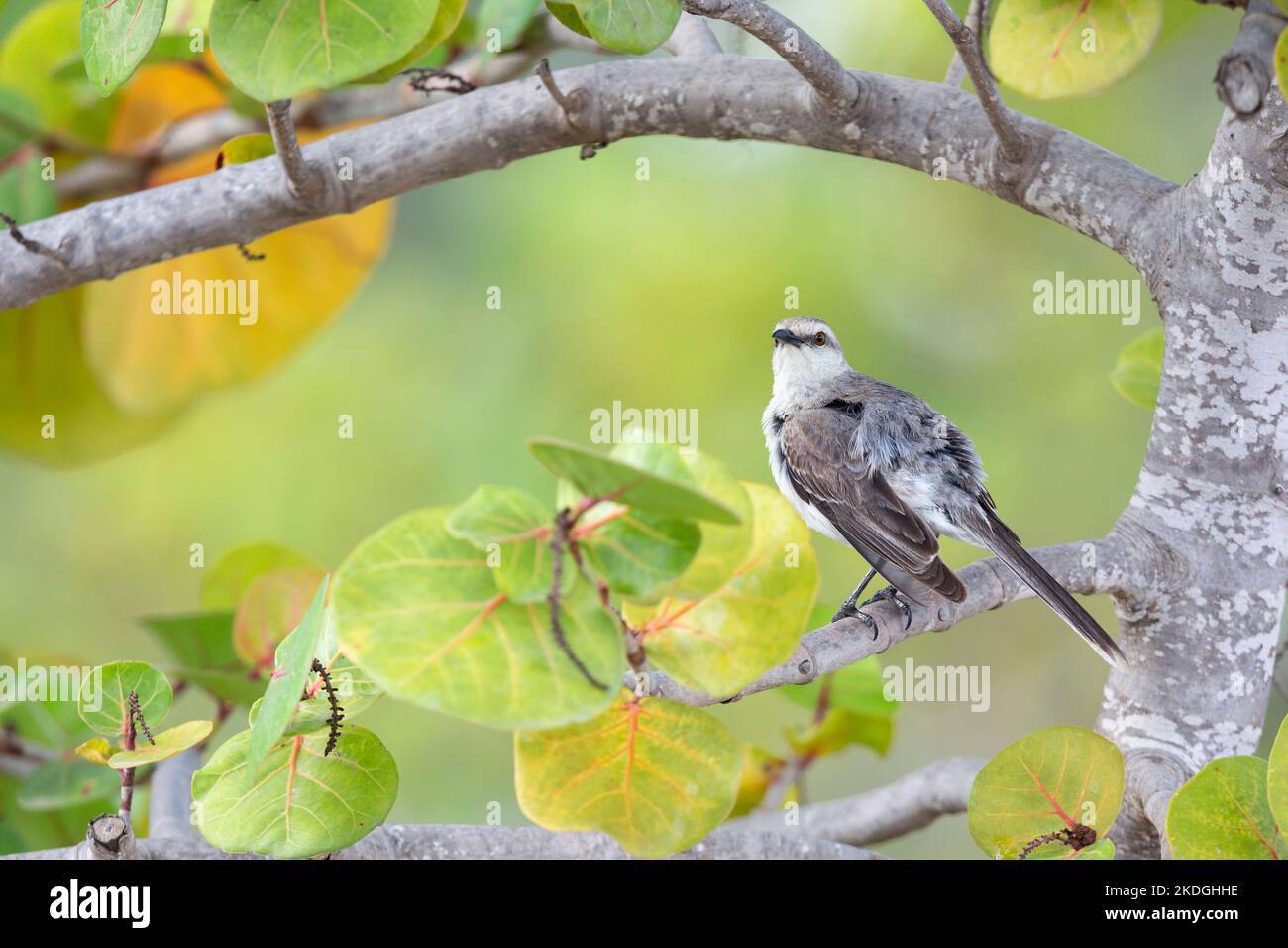 Tropicale mockingbird Mimus gilvus, adulto arroccato nell'albero, Capitano Don's Habitat, Kralendijk, Bonaire, agosto Foto Stock