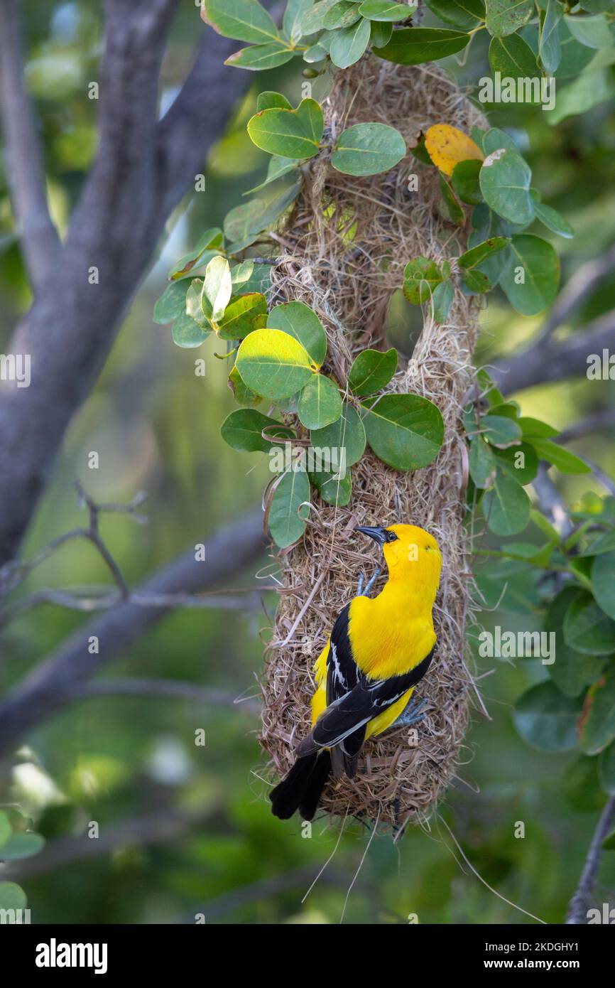 Yellow oriole Icterus nigrogularis, adulto che frequenta il nido, Captain Don's Habitat, Kralendijk, Bonaire, agosto Foto Stock