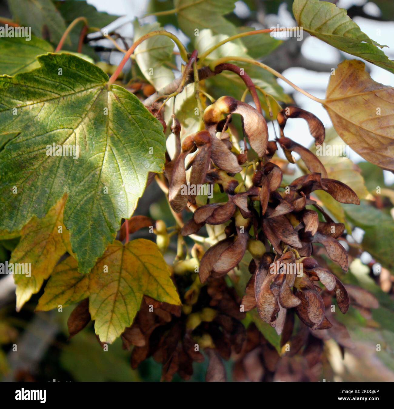 Cluster di semi su un albero di Sycamore (Acer Pseudoplatanes) Foto Stock