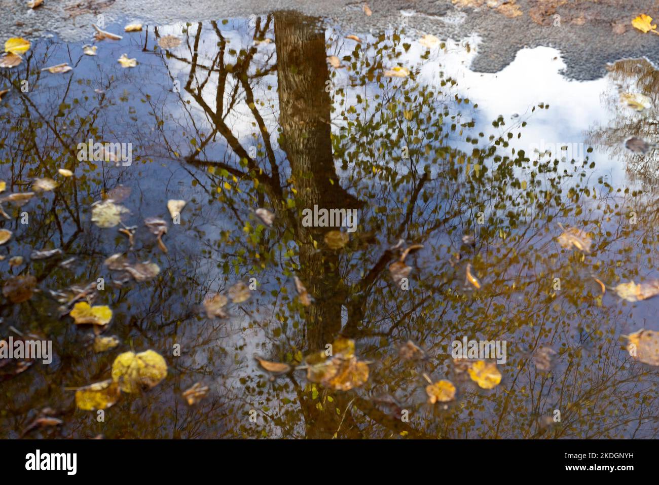 foglie d'autunno con cielo e nuvole che si ripiegano nell'acqua Foto Stock