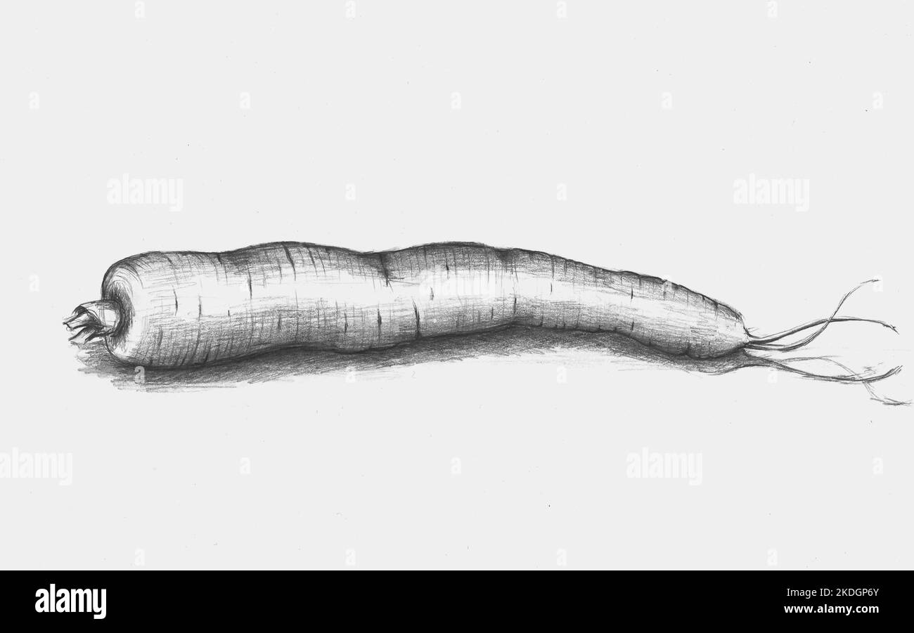 Carbone disegno di carota. Carota singola. Disegnato dal fotografo. Foto Stock