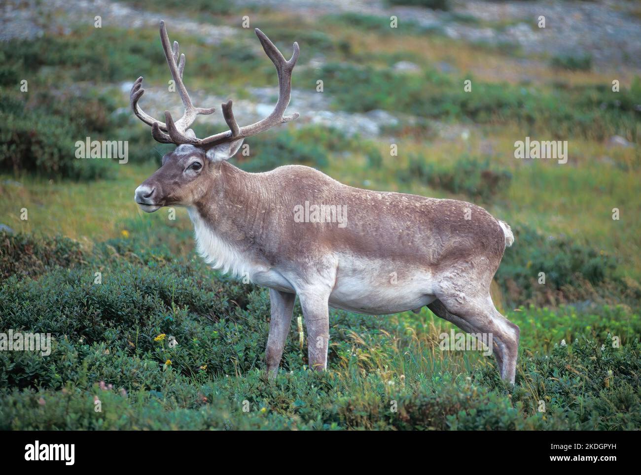 Woodland Caribou (Rangifer tarandus), Terranova, Canada Foto Stock