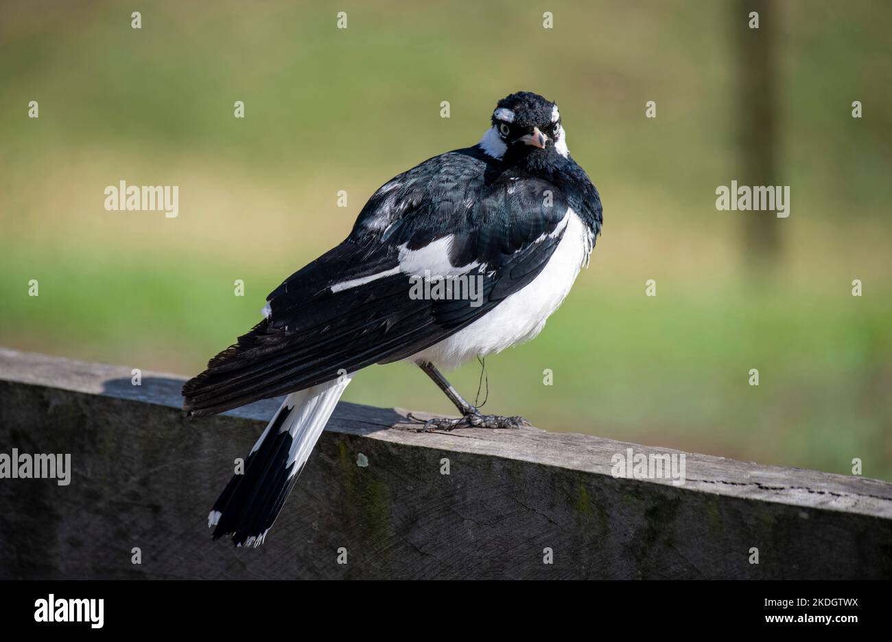 Un larice australiano (Grallina cyanoleuca) arroccato su uno stand di legno a Sydney, NSW, Australia (Foto di Tara Chand Malhotra) Foto Stock