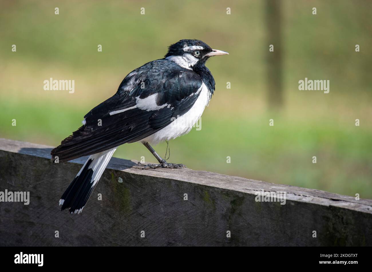 Un larice australiano (Grallina cyanoleuca) arroccato su uno stand di legno a Sydney, NSW, Australia (Foto di Tara Chand Malhotra) Foto Stock