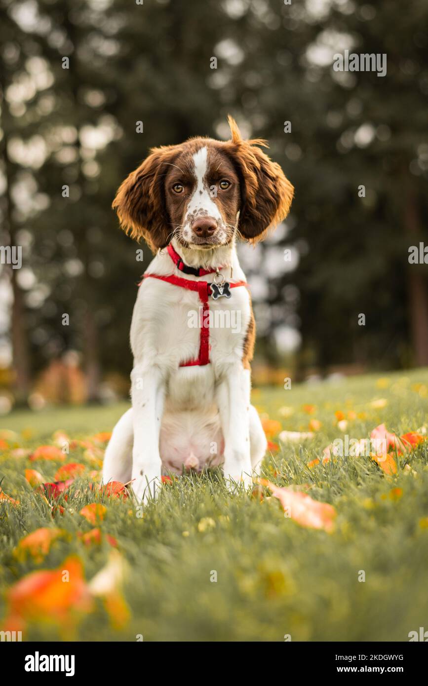 Ritratto di un cucciolo di Springer Spaniel inglese sull'erba in autunno guardando la macchina fotografica Foto Stock