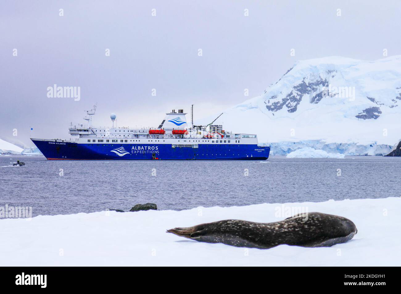 Un sigillo davanti ad una nave da crociera di spedizione in Antartide con neve, ghiaccio o iceberg dietro Foto Stock
