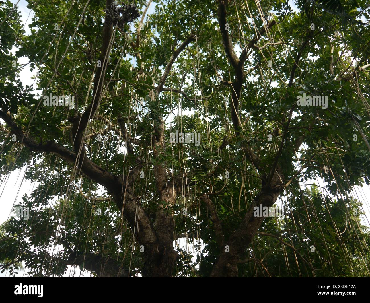 Forti rami d'albero con liana che si risvegliano, radice aerea Foto Stock