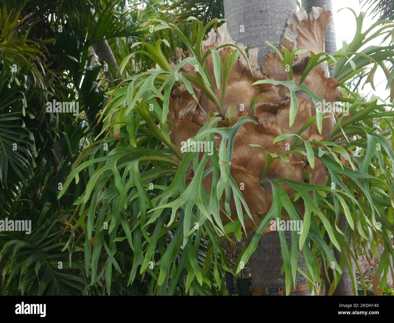 pianta parassita con foglie verdi e marroni su un tronco d'albero nei tropici Foto Stock
