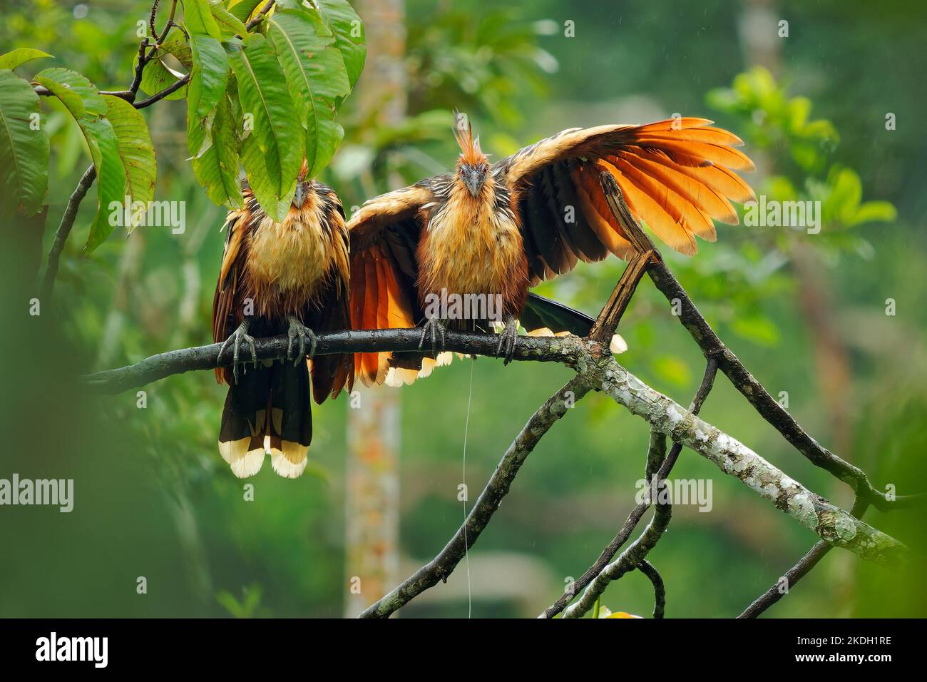Hoatzin o hoactzin (Opistocomus hoazin) uccello tropicale in Opistocomiformes, trovato in paludi, foreste riparie, e mangrovie dell'Amazzonia e dell'O. Foto Stock