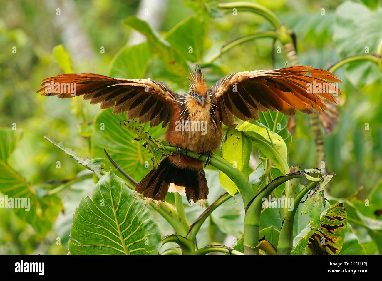 Hoatzin o hoactzin (Opistocomus hoazin) uccello tropicale in Opistocomiformes, trovato in paludi, foreste riparie, e mangrovie dell'Amazzonia e dell'O. Foto Stock