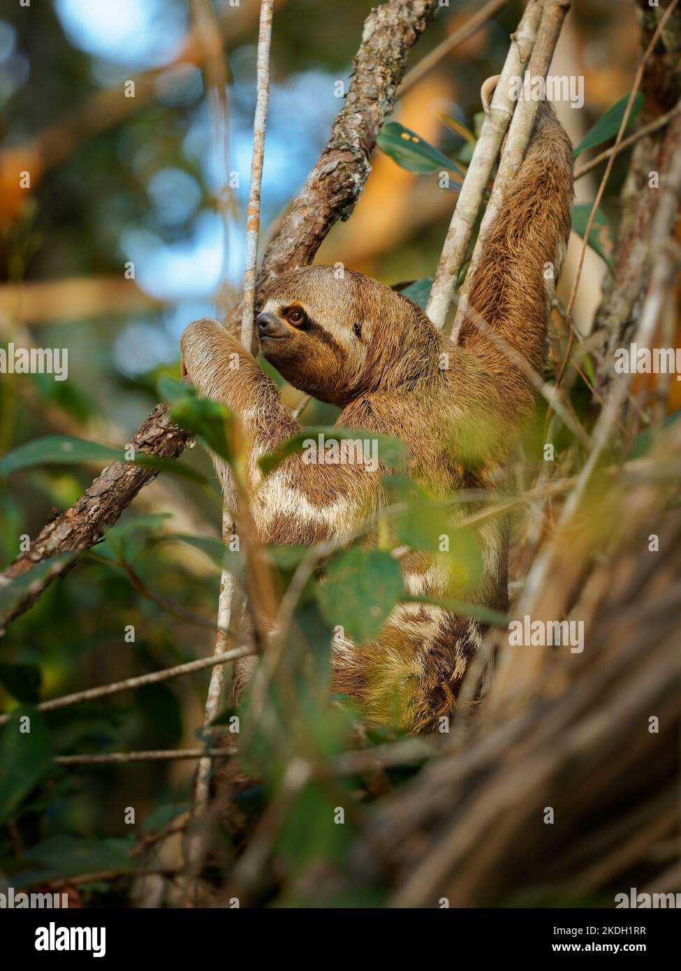 Bruno-bruno-bradipus variegatus specie di bradipus di tre-toed sloth trovato nel regno neotropico dell'America Centrale e del Sud, mammifero trovato in Th Foto Stock