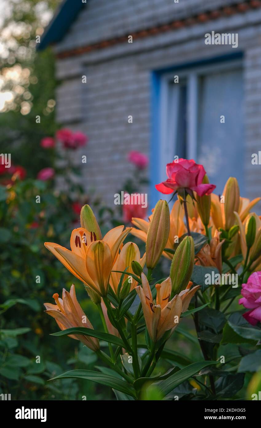 Gigli arancioni nel giardino di casa. Bel giardino estivo di fiori. Foto Stock