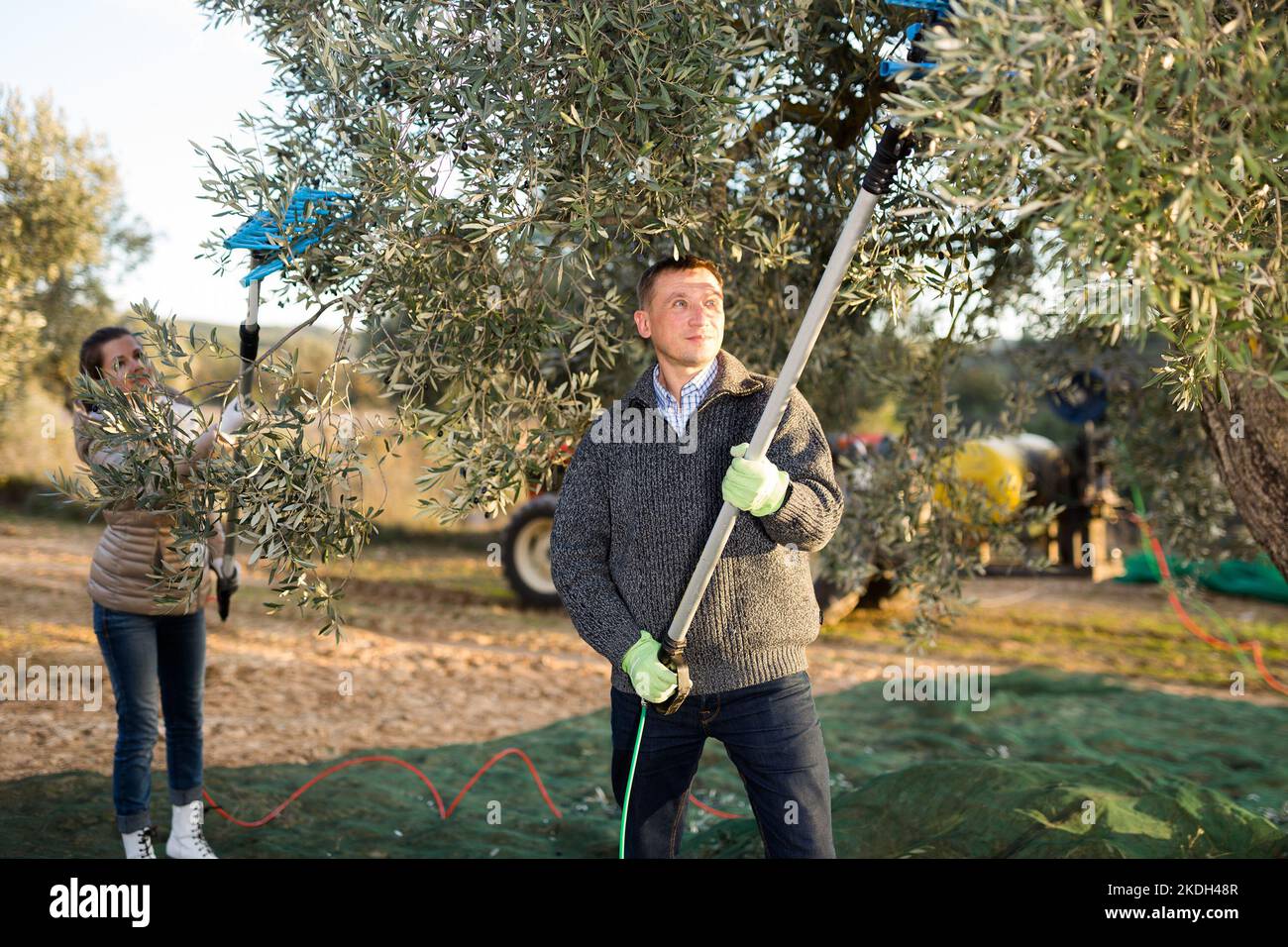 Uomo che raccoglie raccolto in oliveto Foto Stock