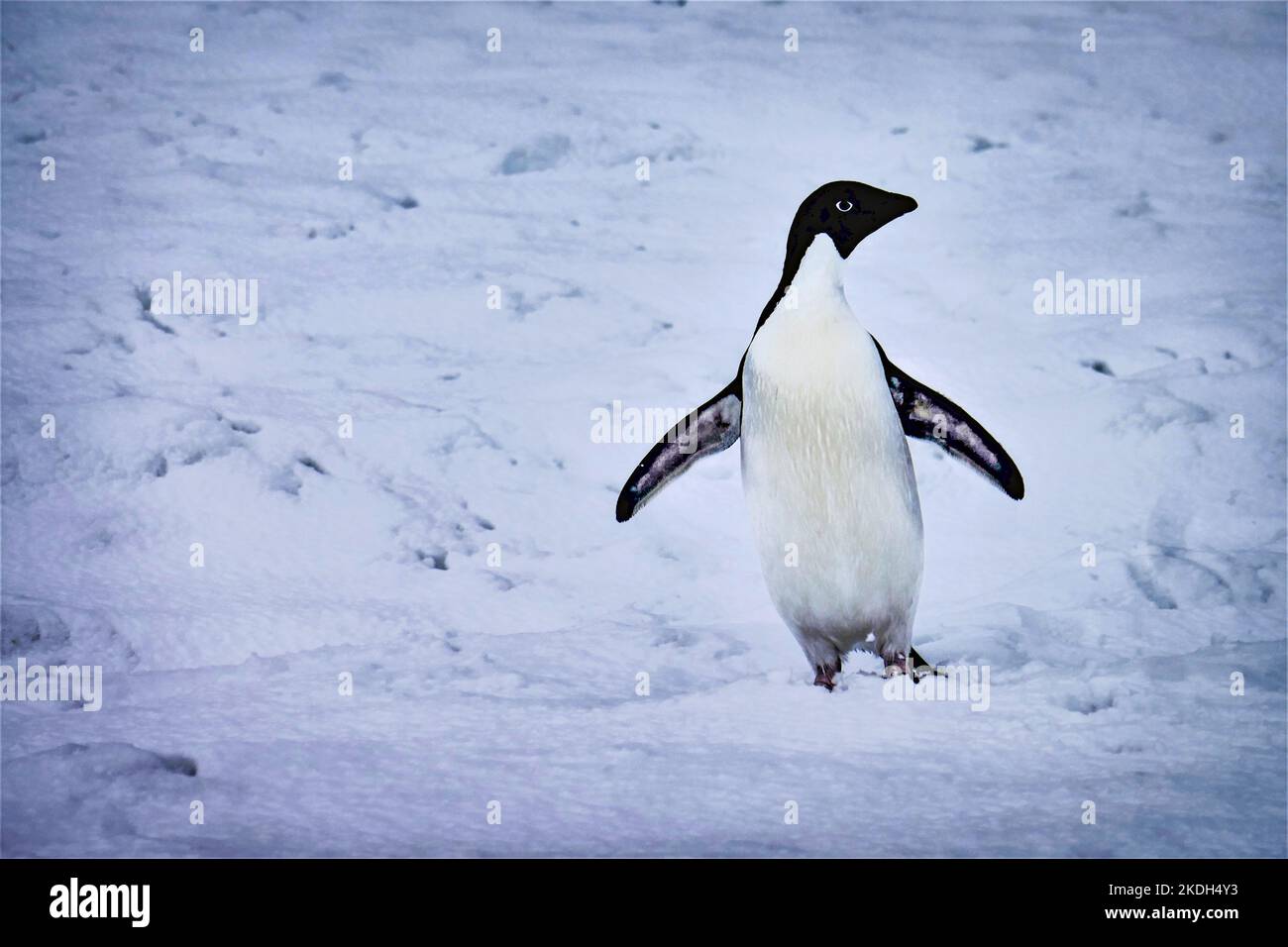 Pinguino con neve, ghiaccio, oceano o terra sullo sfondo Foto Stock