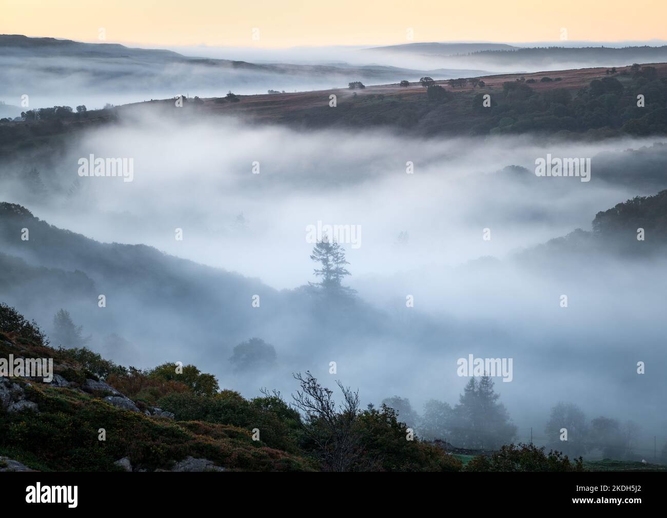 Il profilo di un pino solico sbircia attraverso la nebbia vorticosa prima dell'alba in una bella mattinata autunnale nel Parco Nazionale di Snowdonia. Foto Stock
