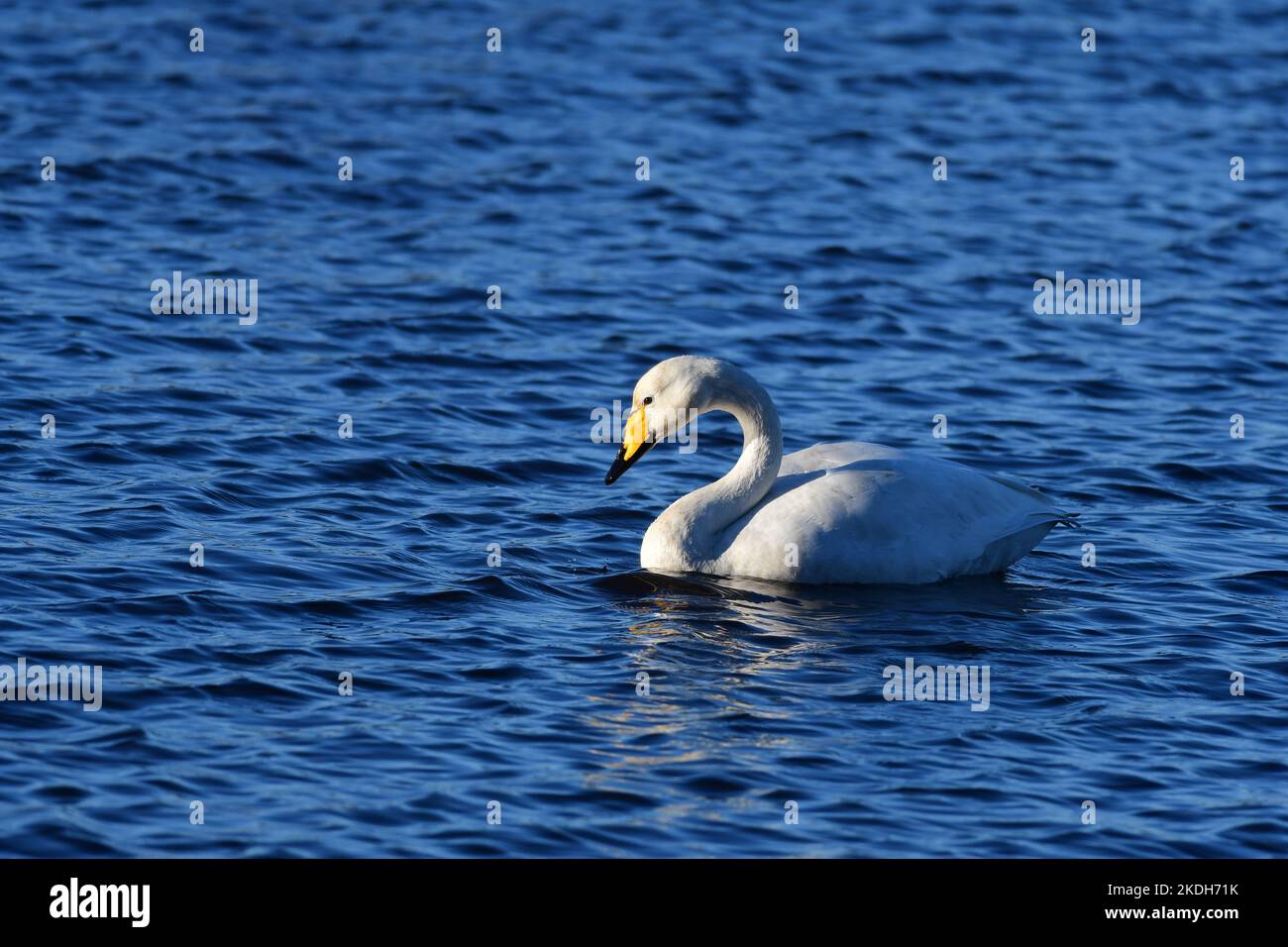 Whooper Swans Scozia Foto Stock