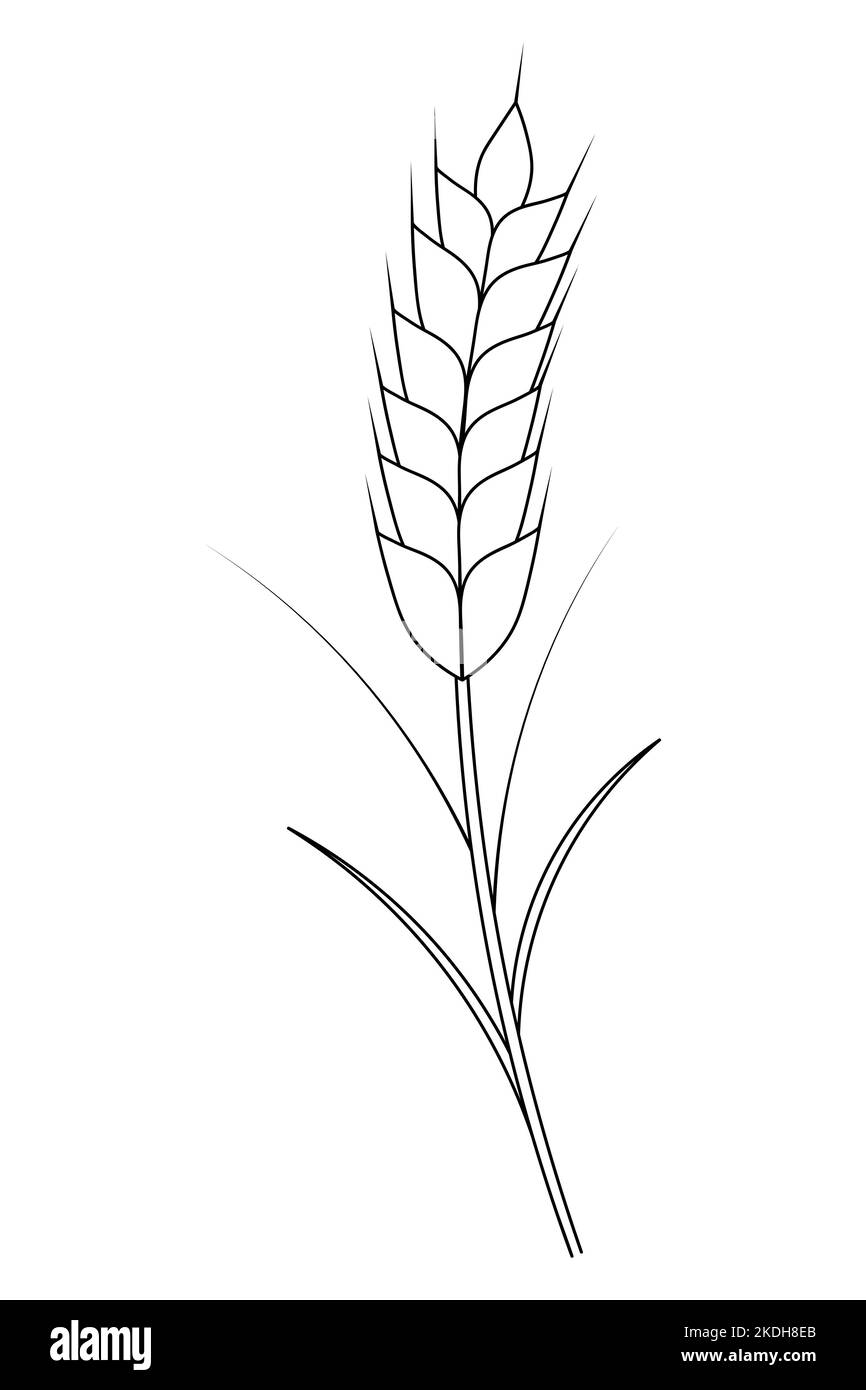 Orecchio di grano. Un raccolto di cereale ebbe bisogno di fare farina. Illustrazione vettoriale. Contorno su sfondo bianco isolato. Stile Doodle. Schizzo. Libro da colorare Illustrazione Vettoriale