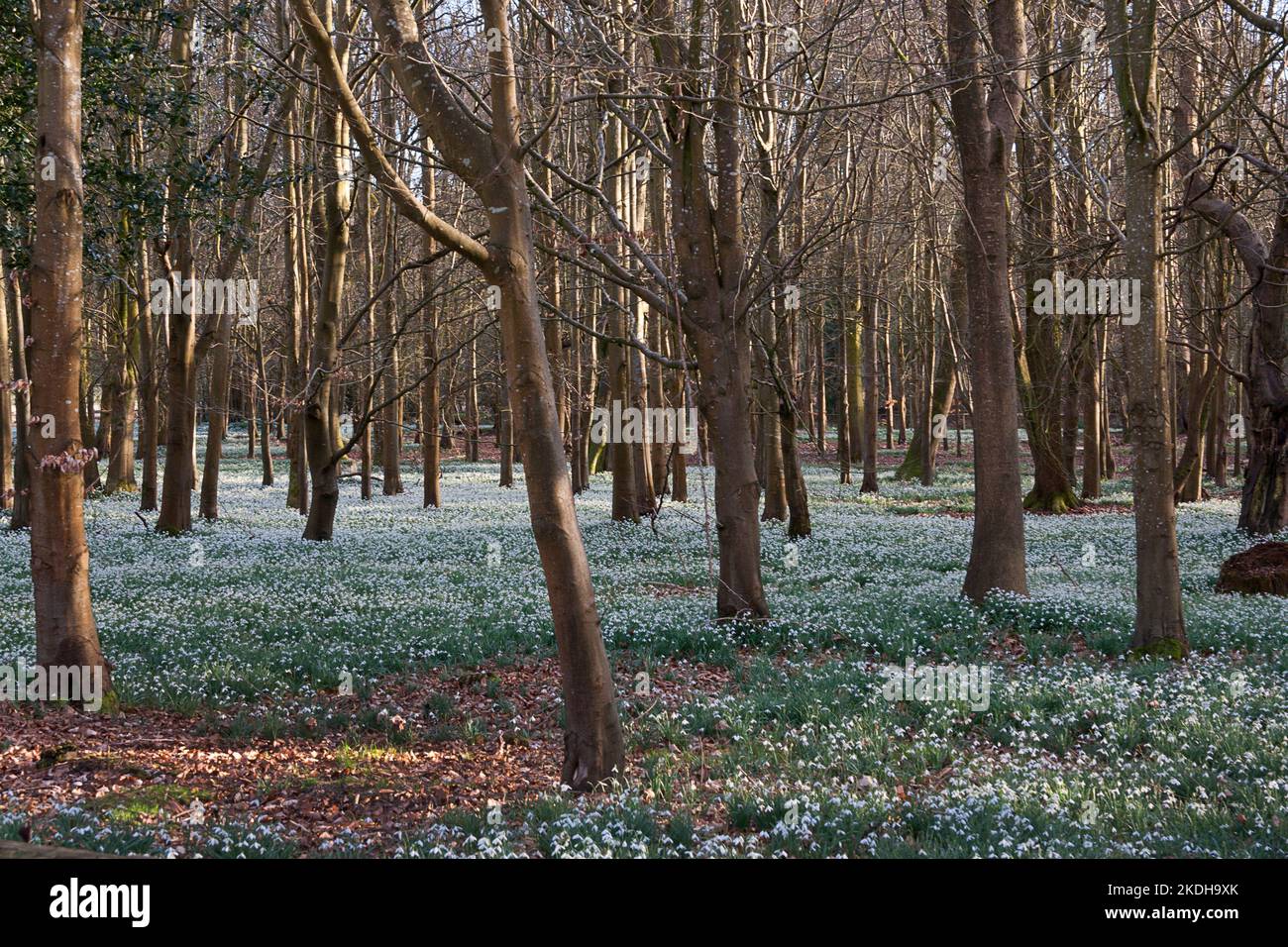 Snowdrops (galanthus) nella tenuta di Welford Park, Newbury, Berkshire, Inghilterra Foto Stock
