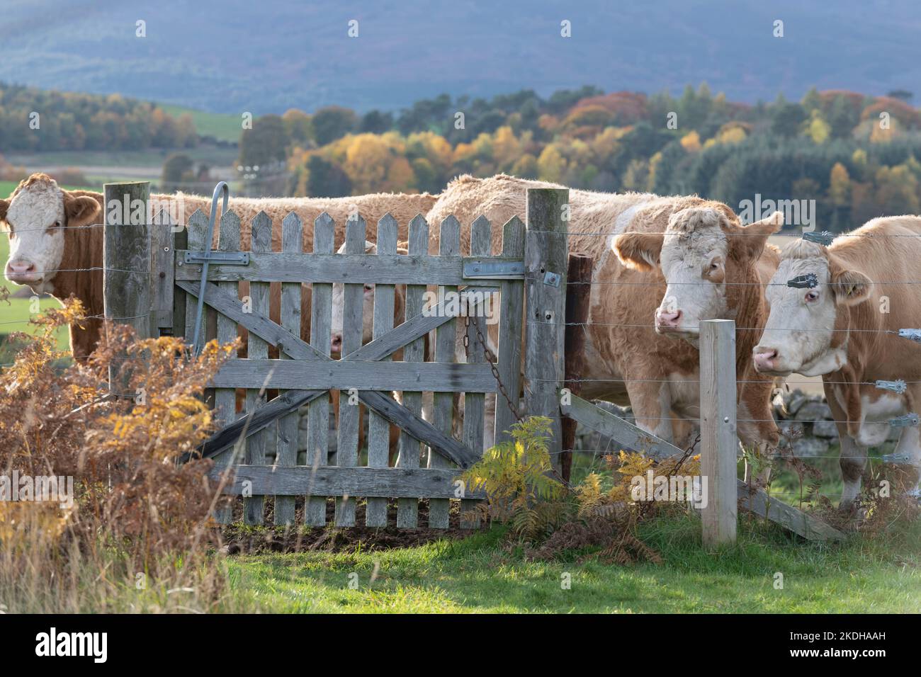 Bestiame in piedi dietro un cancello che blocca un sentiero sopra terreno agricolo vicino Tarland, Aberdeenshire, in autunno Foto Stock