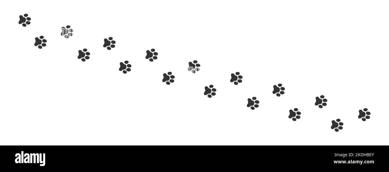 Pappe bagnate o fangose di cane, gatto, orso, procione. Paw silhouette francobolli. Tracce di fasi di corsa o di camminare animali isolati su sfondo bianco. Illustrazione grafica vettoriale Illustrazione Vettoriale