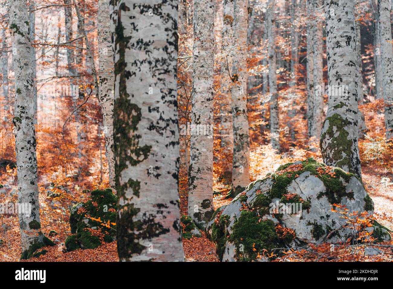 Fogliame al Parco Nazionale d'Abruzzo Foto Stock