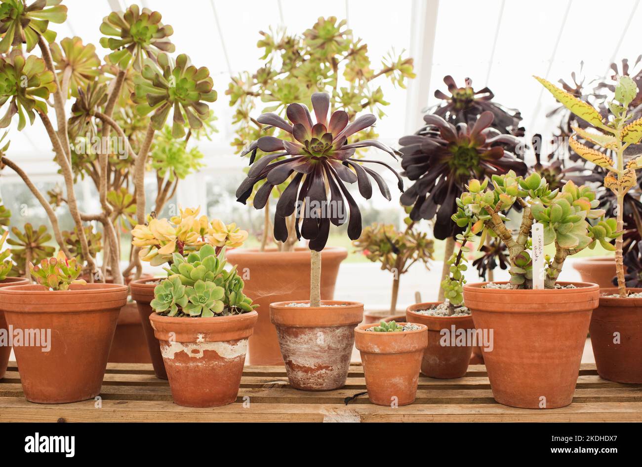 piante succulente in vaso che crescono in una casa verde Foto Stock