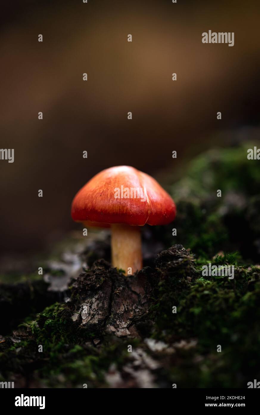 Primo piano di singolo fungo che cresce in muschio verde sul pavimento della foresta. Foto Stock