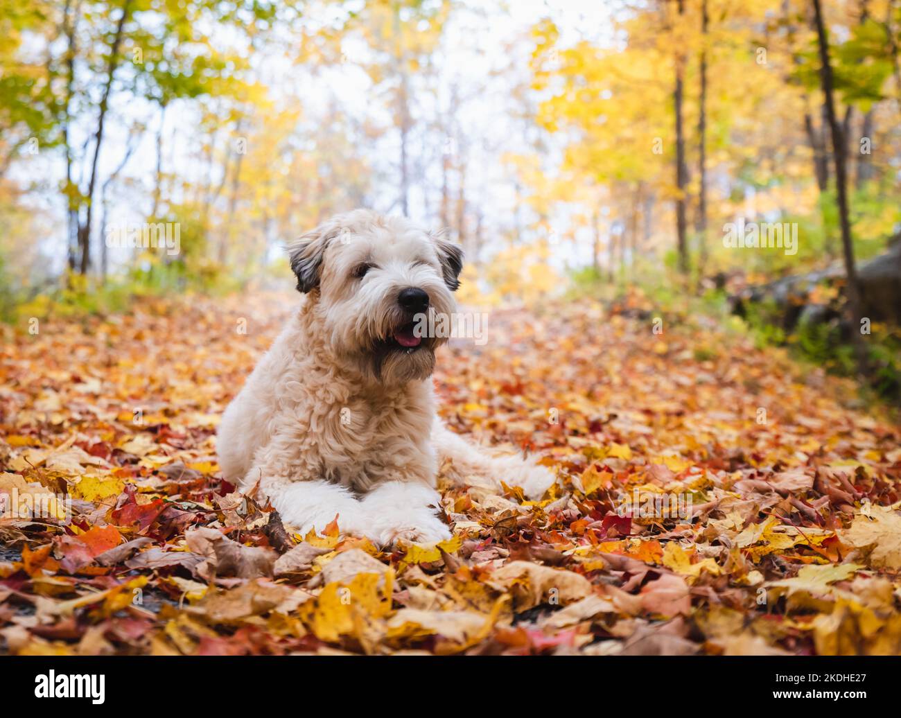 Carino soffice cane terrier wheaten che si posa sulle foglie cadute in autunno. Foto Stock