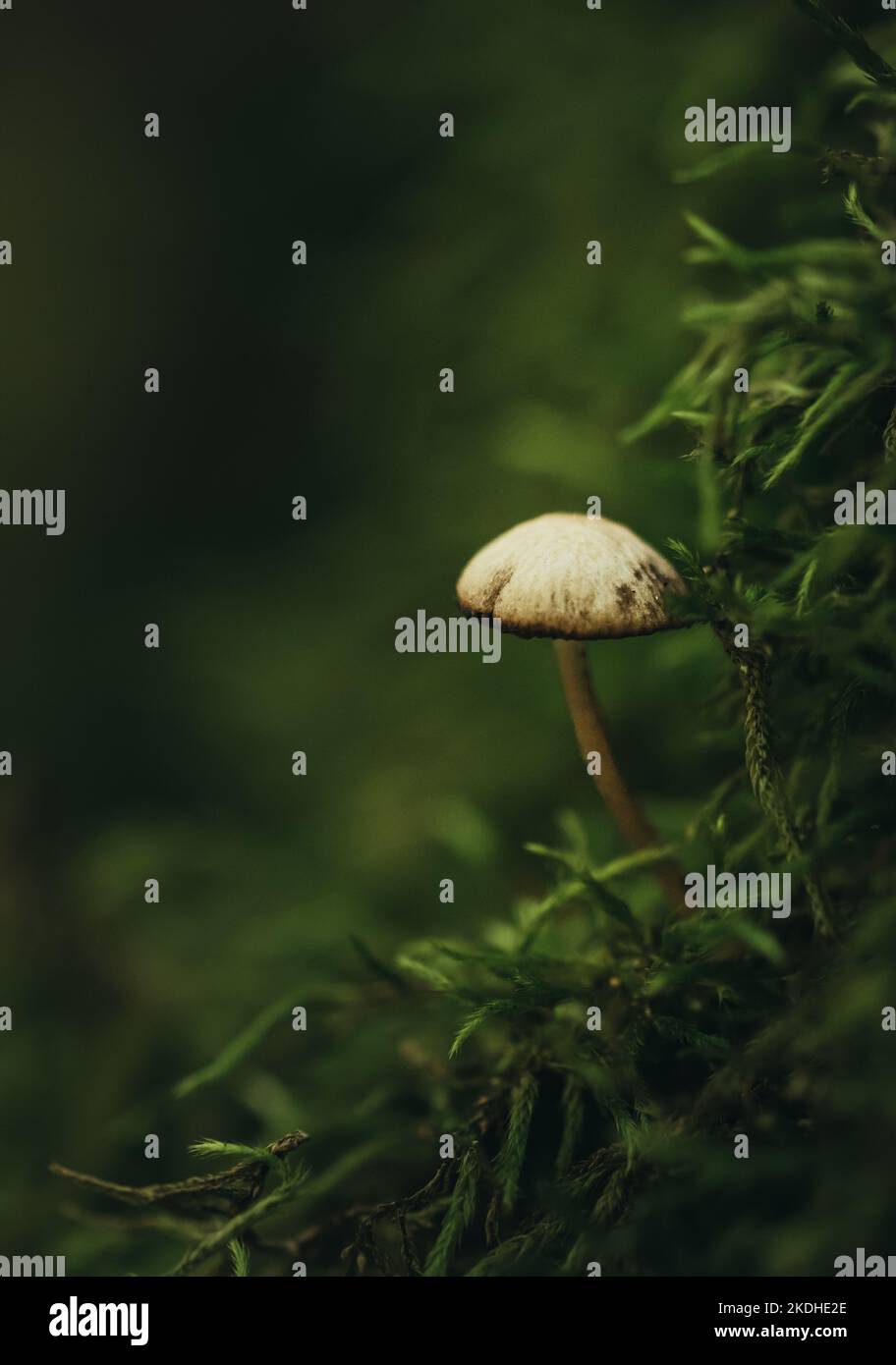 Primo piano di singolo fungo che cresce in muschio verde sul pavimento della foresta. Foto Stock