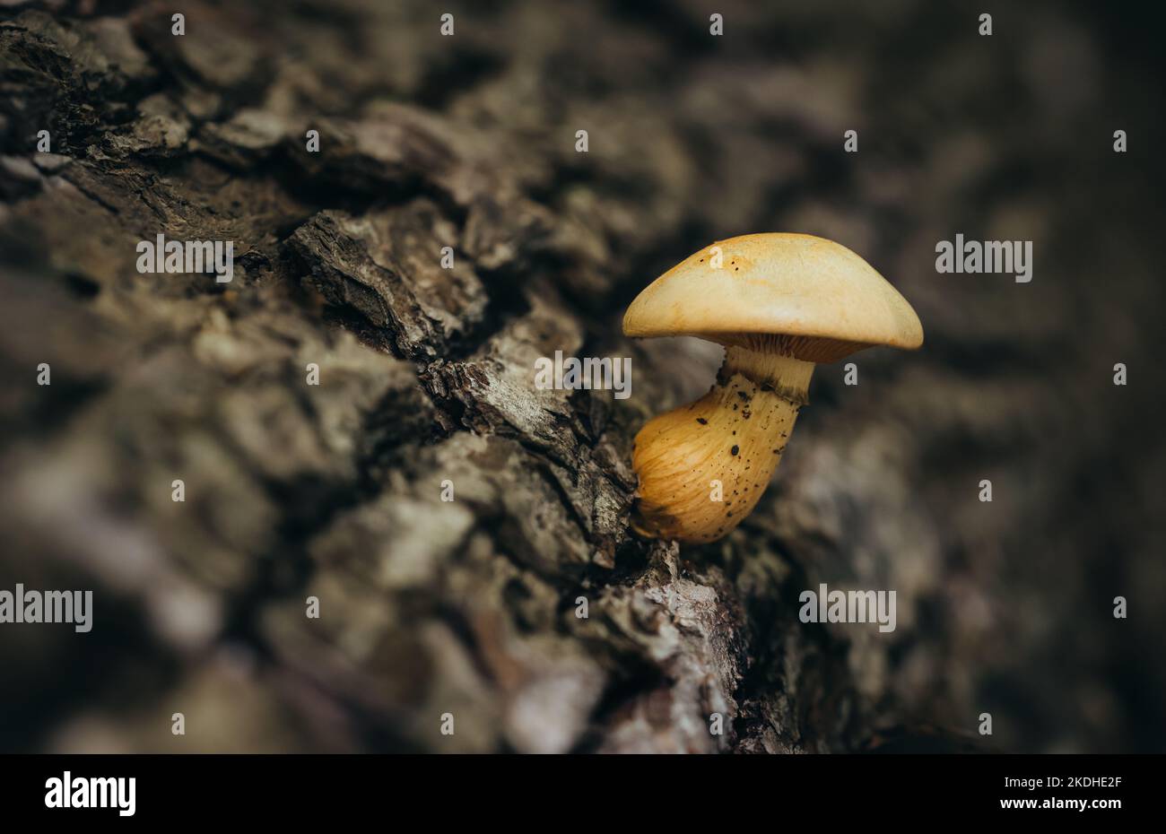 Primo piano di singolo fungo che cresce su albero caduto sul pavimento della foresta. Foto Stock