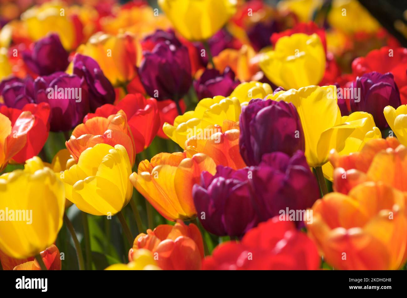 Tulipani multicolore (Tulipa) luminosi e vivaci in piena fioritura in un giardino in una giornata di sole primaverile. Foto Stock