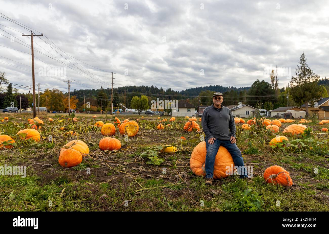 Zucche raccolte in un campo nel Kent, Washington. Un uomo seduto sulla zucca enorme Foto Stock