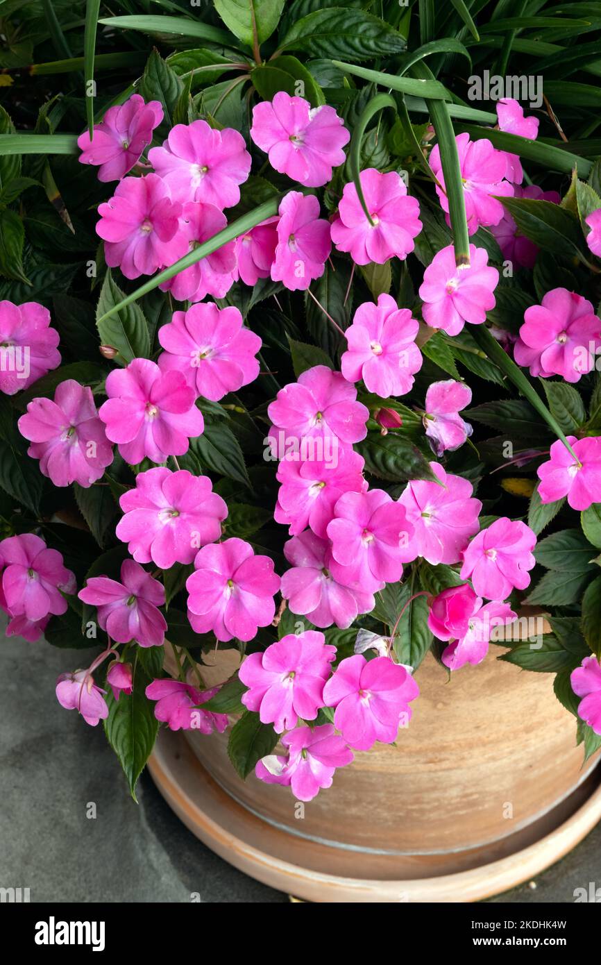 I fiori rosa impatiens si chiudono con le foglie verdi lusciose in una piantatrice di ceramica Foto Stock