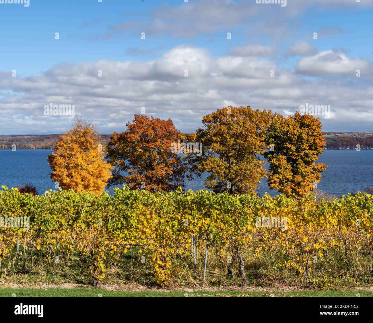 Finger Lakes Vineyard con splendidi colori autunnali sul lago Cayuga vicino a Ithaca, New York Foto Stock