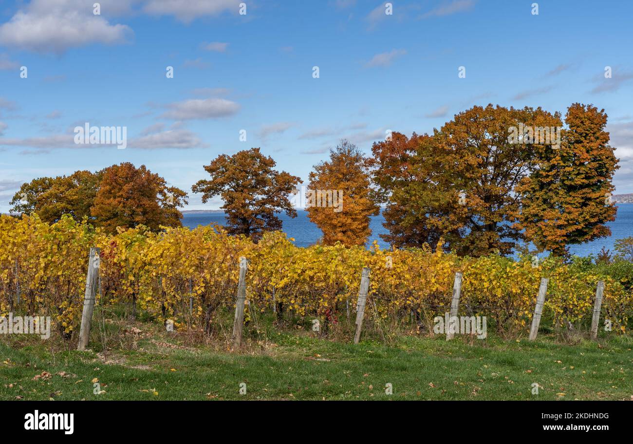 Finger Lakes Vineyard con splendidi colori autunnali sul lago Cayuga vicino a Ithaca New York Foto Stock
