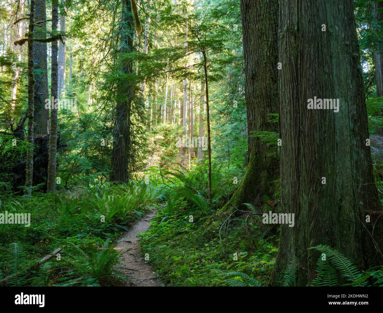 Mattina nel cuore del Forest Trail. Olympic National Park, Washington. Foto Stock