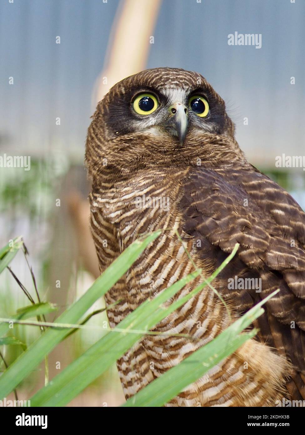 Gufo di Rufous attento e attento nella bellezza naturale. Foto Stock