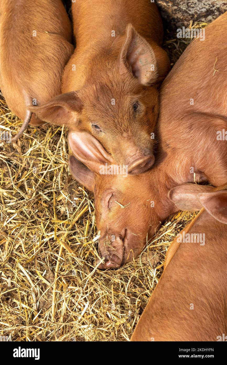 Chimacum, Washington, Stati Uniti. Suinetti Tamworth Pig raggruppati insieme dormendo Foto Stock