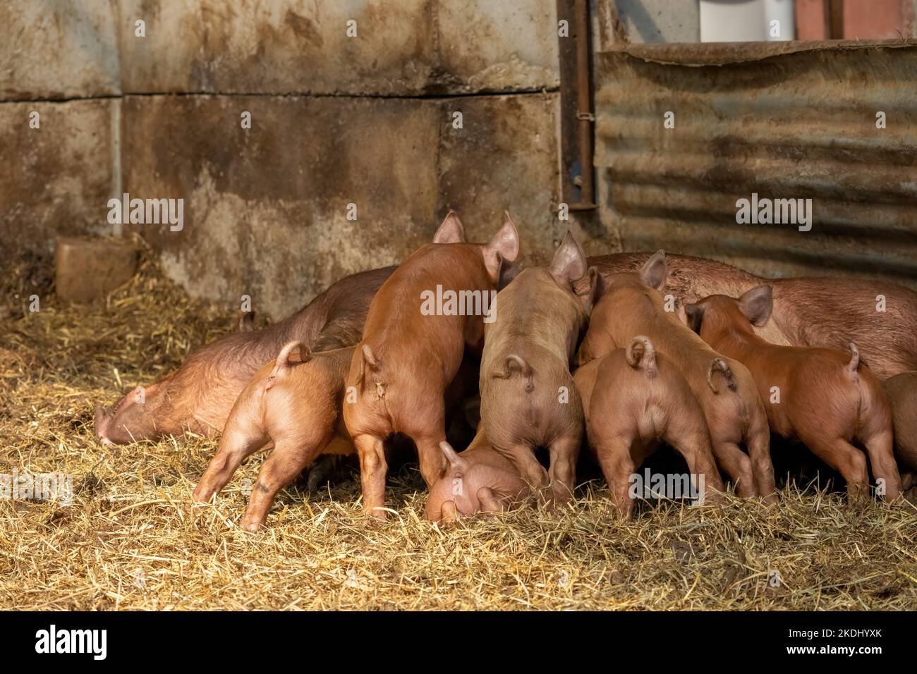 Chimacum, Washington, Stati Uniti. Tamworth Pig semina reclinando mentre allattano i suoi suinetti Foto Stock