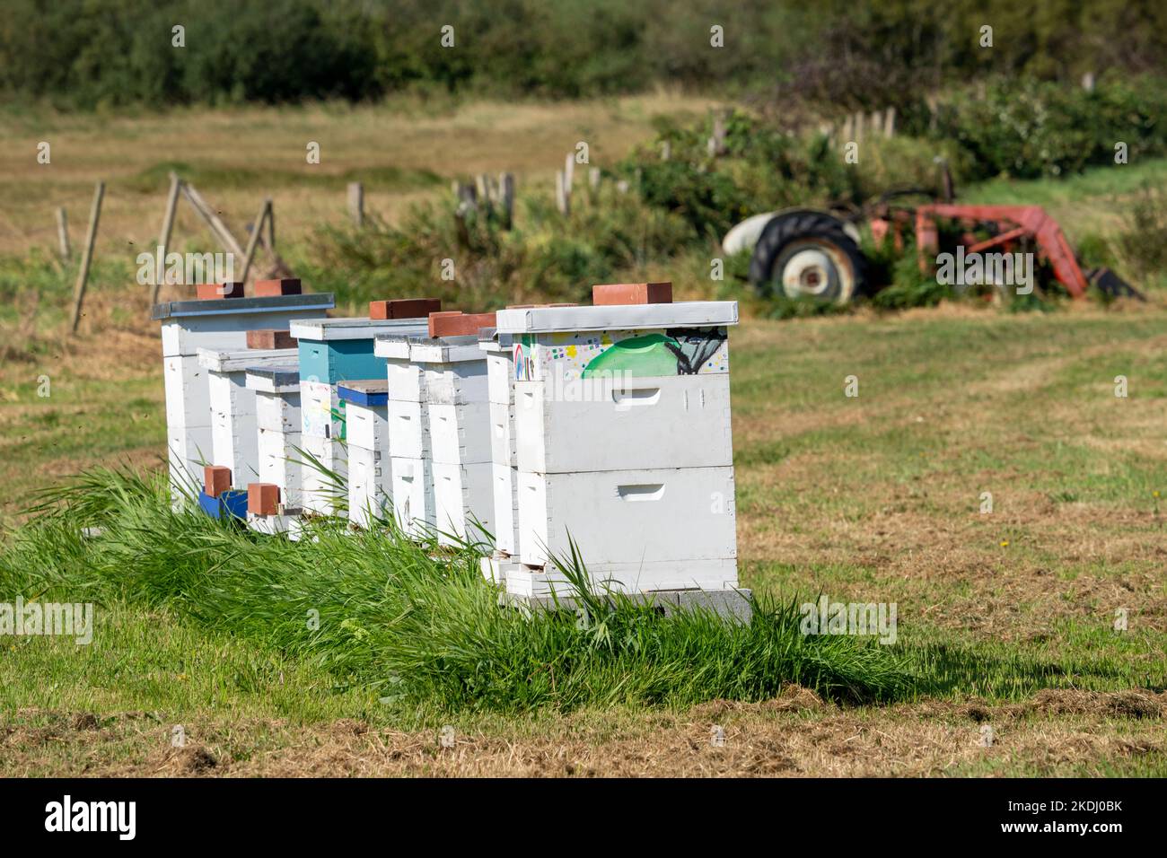 Chimacum, Washington, Stati Uniti. Alveari Langstroth in fila in un ambiente rurale, con colorate opere d'arte per bambini. Foto Stock