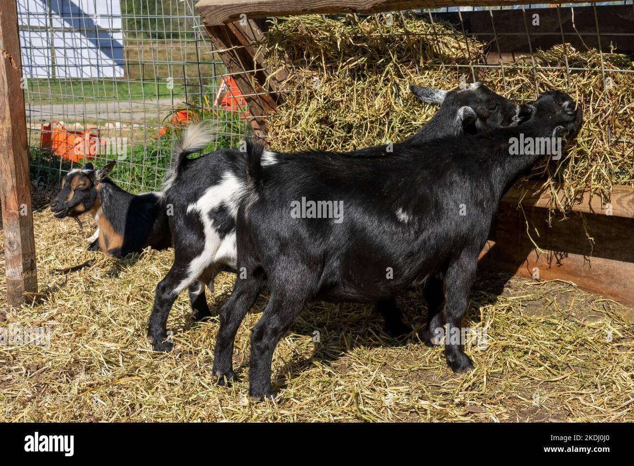 Chimacum, Washington, Stati Uniti. Le capre nigeriane mangiano fieno Foto Stock
